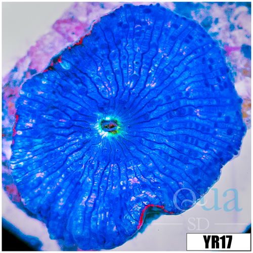 Aussie Blue Man Discosoma Mushroom