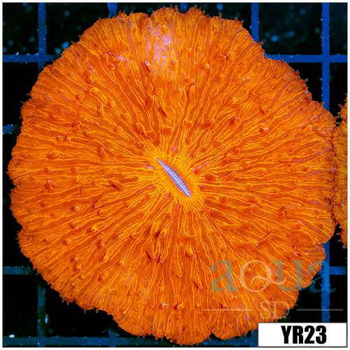 ASD Orenji Eye Plate Coral