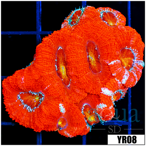 Aussie Sunkist Acan Lord Colony