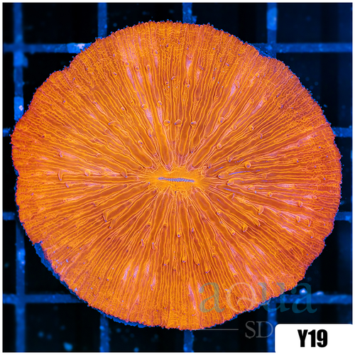 Orenji Eye Plate Coral