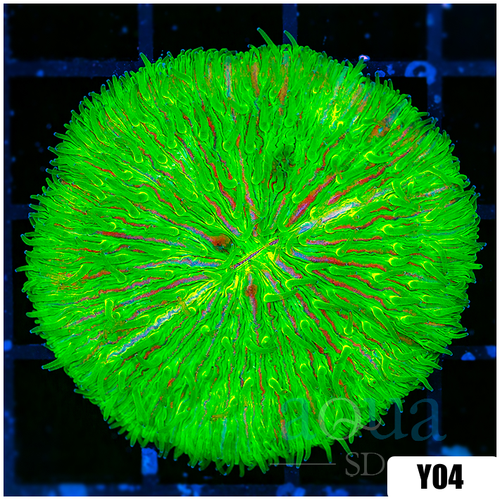 Nuclear Plate Coral