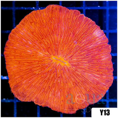 Orenji Eye Plate Coral