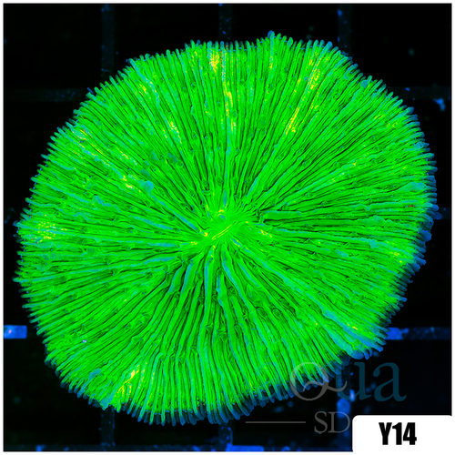 Nuclear Plate Coral
