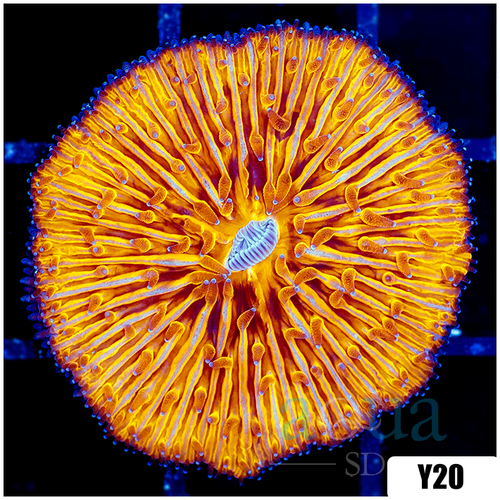 Orenji Eye Plate Coral