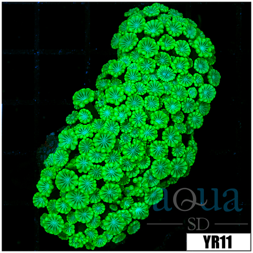 Aussie Green Petals Alveopora Colony