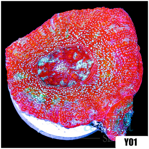 Sparkling Acan Bowerbanki