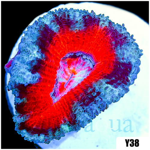 Teal Claw Acan Lord