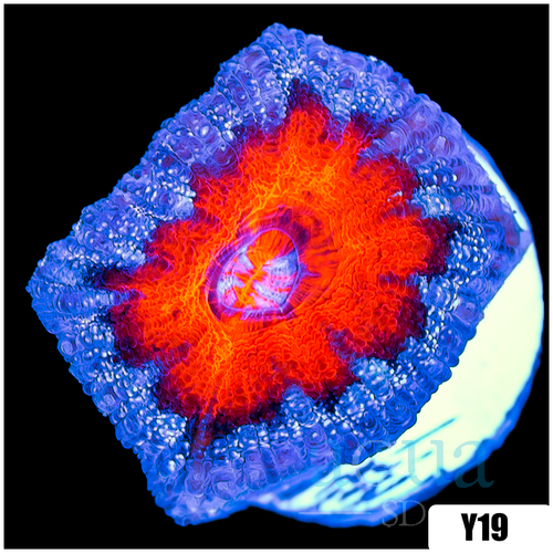 Teal Claw Acan Lord