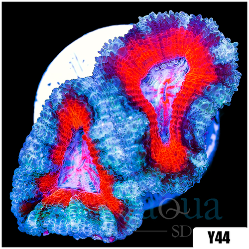 Teal Claw Acan Lord