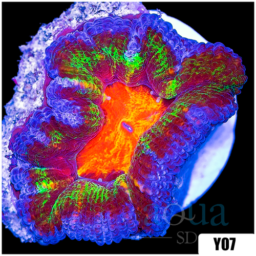 ASD Molten Rainbow Acan Lord