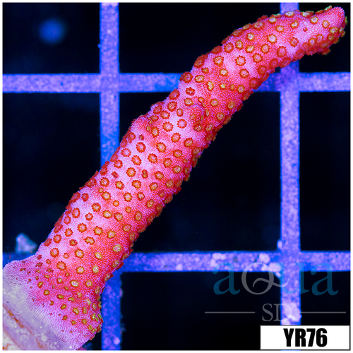 Red Montipora Digitata