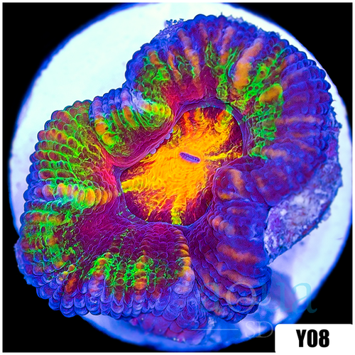 ASD Molten Rainbow Acan Lord