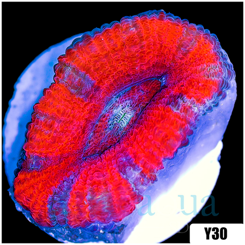 Peppermint Candy Acan Lord