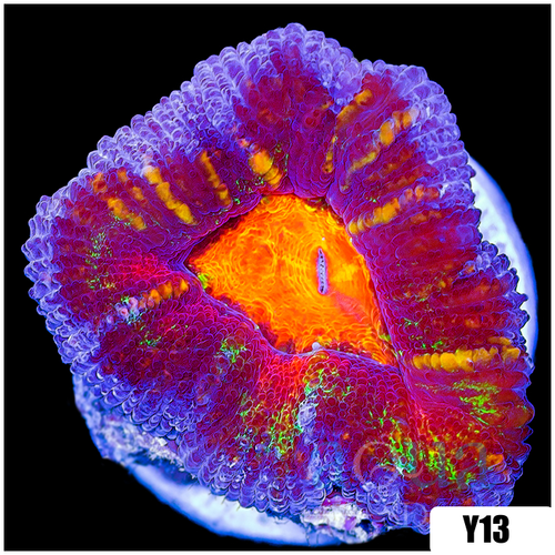 ASD Molten Rainbow Acan Lord
