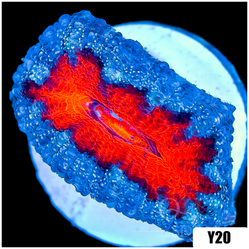 Teal Claw Acan Lord