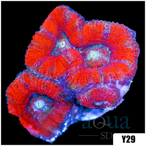 Peppermint Candy Acan Lord