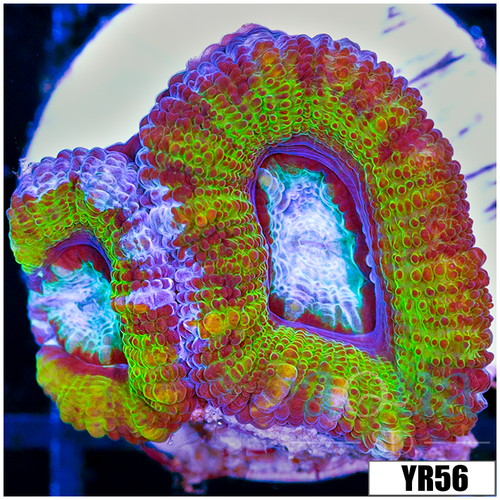 UFO Acan Lord