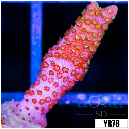 Red Montipora Digitata