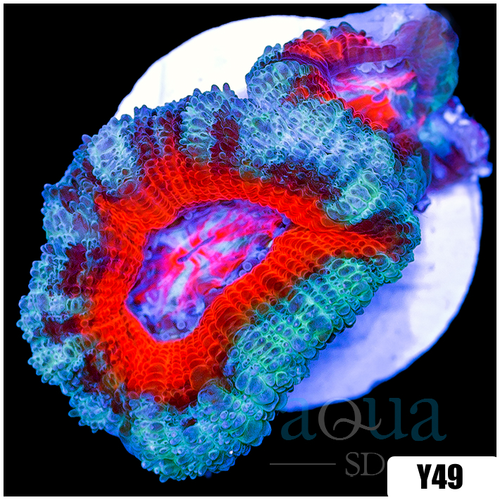 Teal Claw Acan Lord