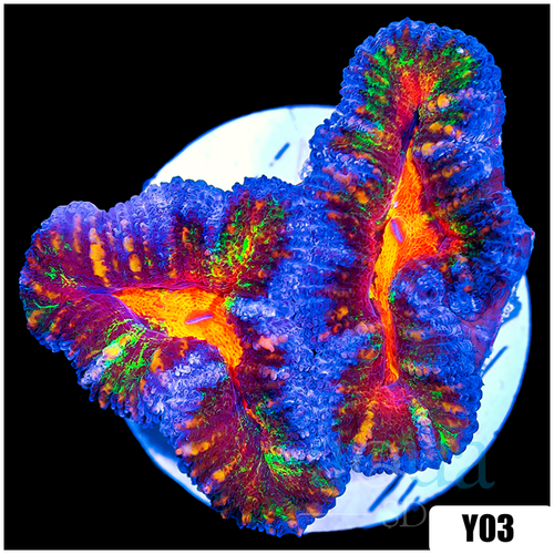 ASD Molten Rainbow Acan Lord