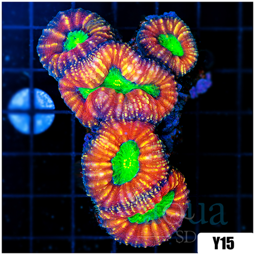 Acid Eyes Lobophyllia