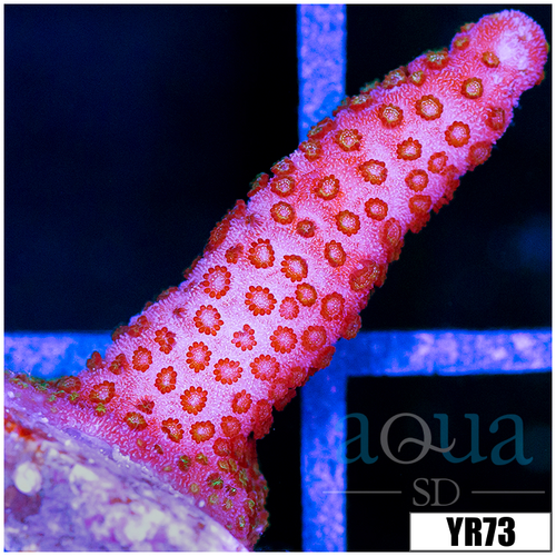 Red Montipora Digitata