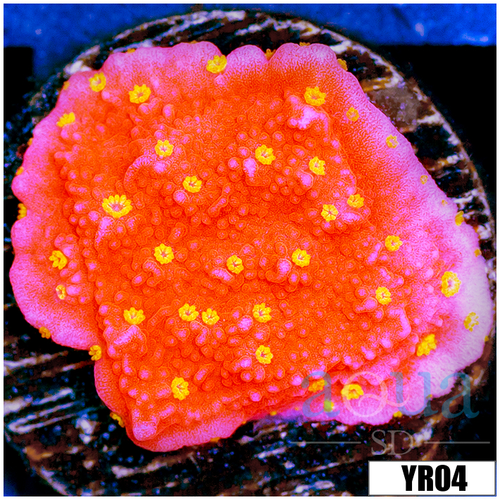 Sunburst Montipora