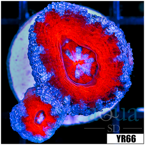 Teal Claw Acan Lord