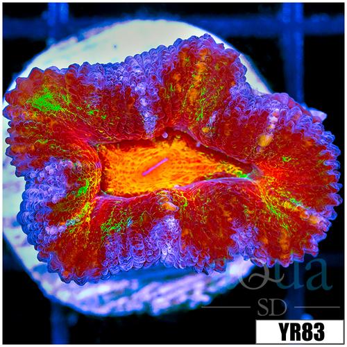 ASD Molten Rainbow Acan Lord