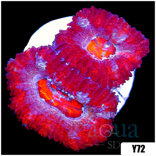 Pink Peppermint Acan Lord