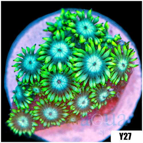 Aussie Neon Goniopora