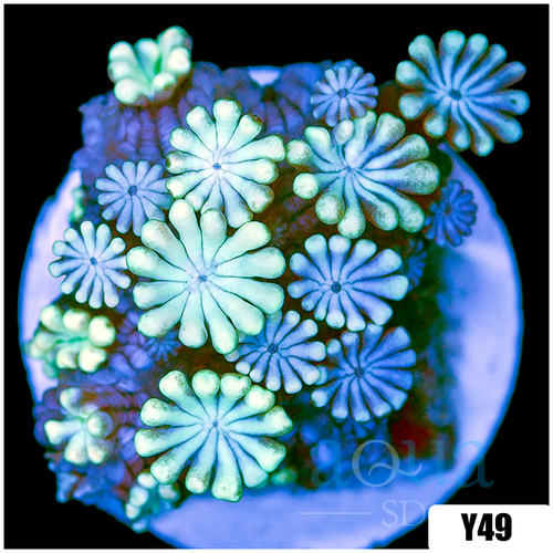 Aussie Iced Alveopora