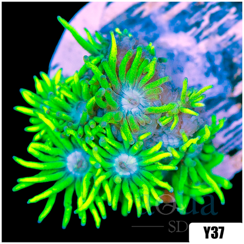 Neon Star Goniopora
