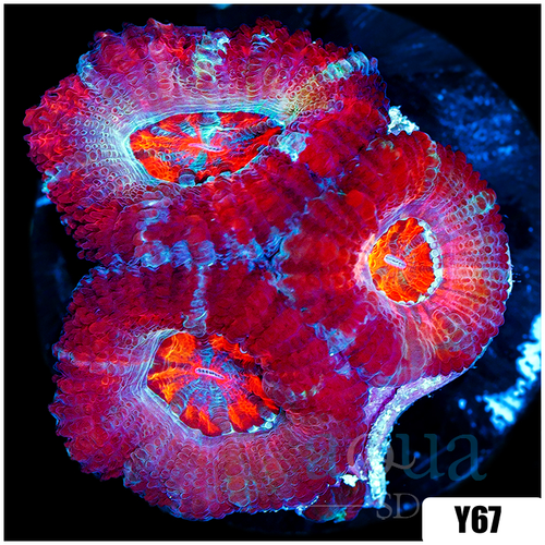 Pink Peppermint Acan Lord