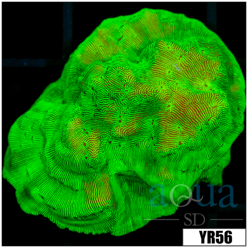 Nuclear Leptoseris