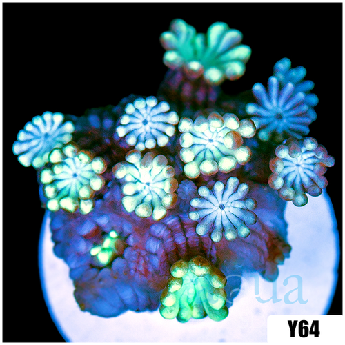 Aussie Iced Alveopora