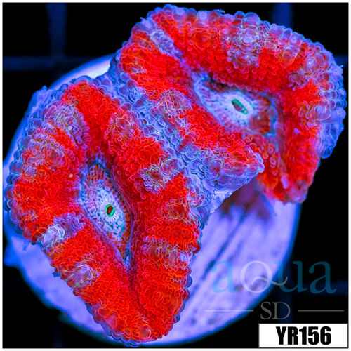 Peppermint Candy Acan Lord