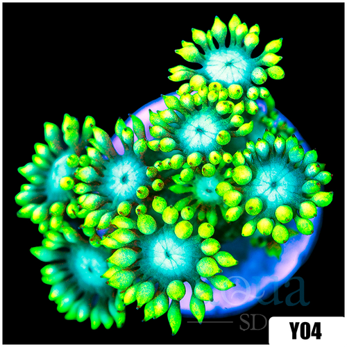 Aussie Neon Goniopora