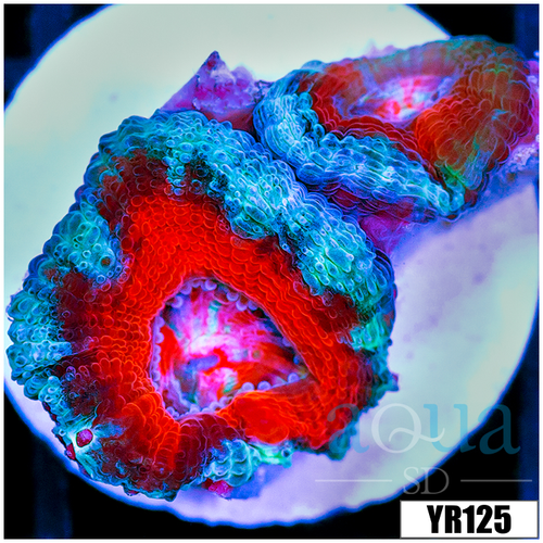 Teal Claw Acan Lord