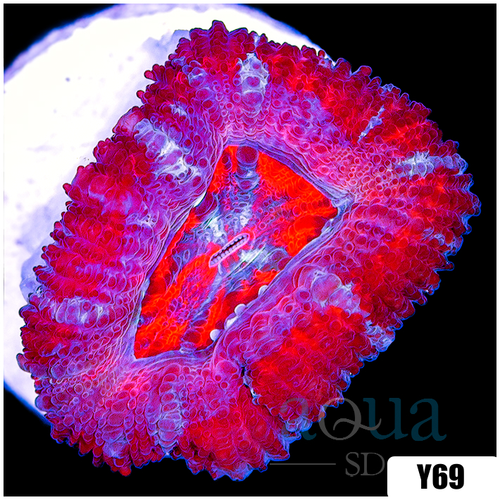 Pink Peppermint Acan Lord