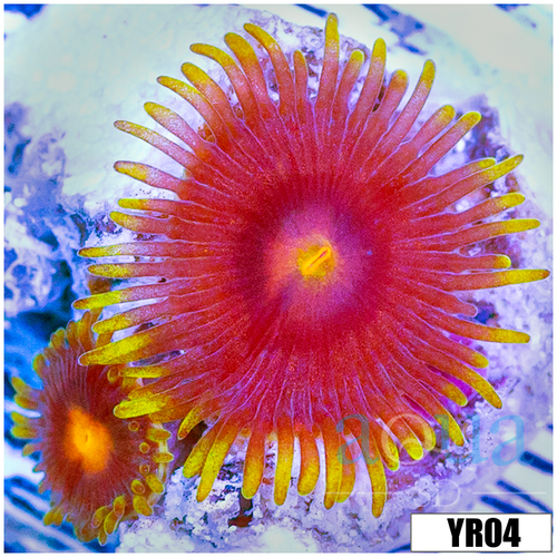 Blow Pop Zoanthids