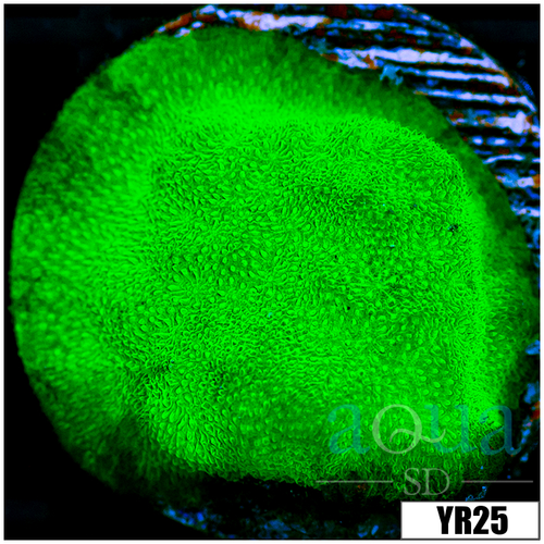 Nuclear Psammacora