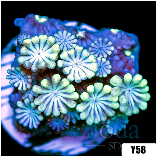 Aussie Iced Alveopora