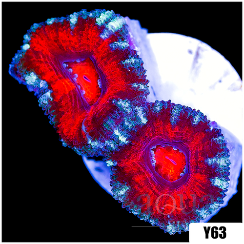 Teal Claw Acan Lord