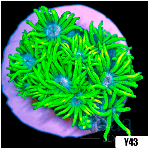 Neon Star Goniopora