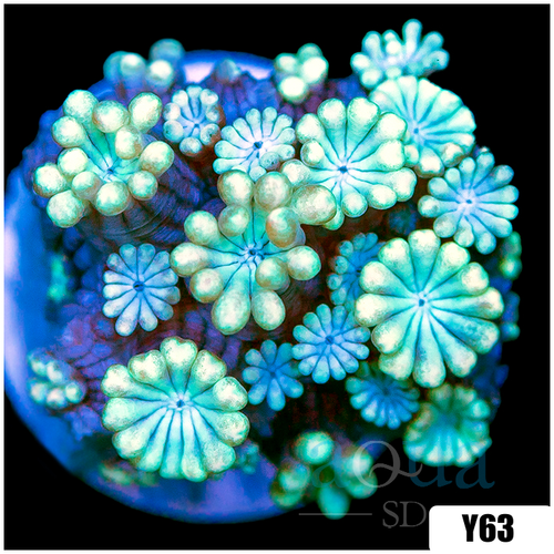 Aussie Iced Alveopora