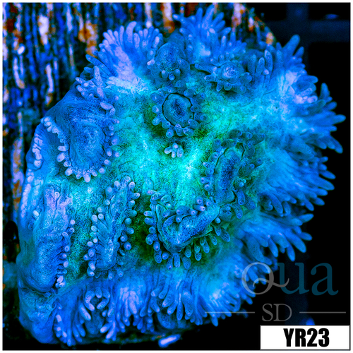 Iced Hydnophora Frag