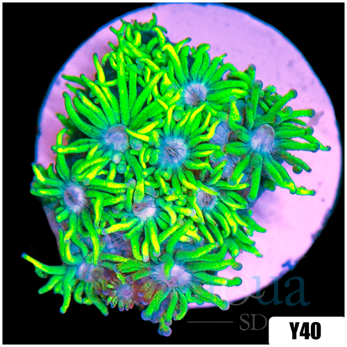 Neon Star Goniopora