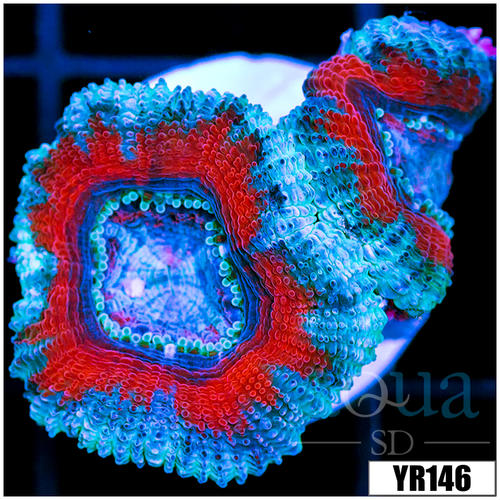 Ice Core Teal Claw Acan Lord