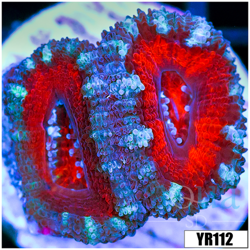 Teal Claw Acan Lord